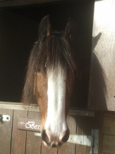 horse