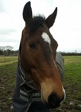 horse