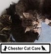 chester Cat Care