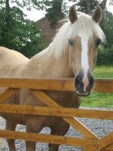 horse