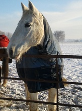 horse