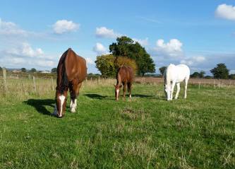 Retirement Livery