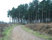 Delamere Forest