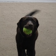 Zara plays on the beach