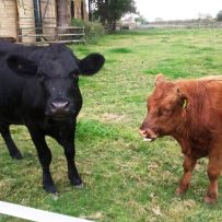 Feeding the cows