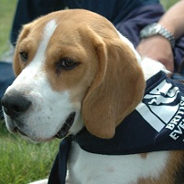 Monty at Bramham Horse Trials