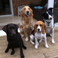 Zara, Ruby, Zena and Harley