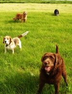 Pack walk in the field